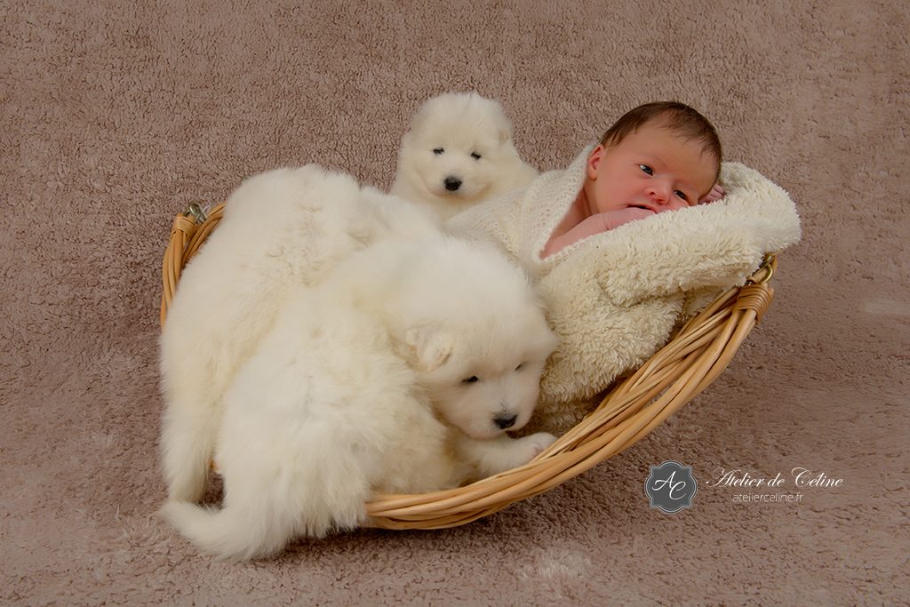 Séance New Born, bébé, chiens, studio, famille, naissance (4)